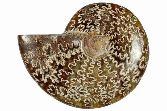 Polished Cretaceous Ammonite (Cleoniceras) Fossil - Madagascar #312208